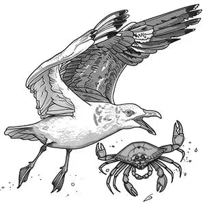 Illustration of a seagull attacking a crab